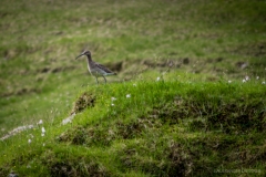 Brachvogel Färöer